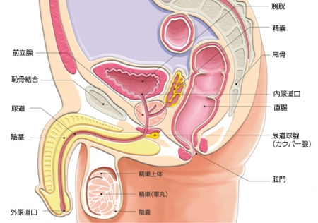 前立腺・膀胱・精嚢の場所はイメージできているか